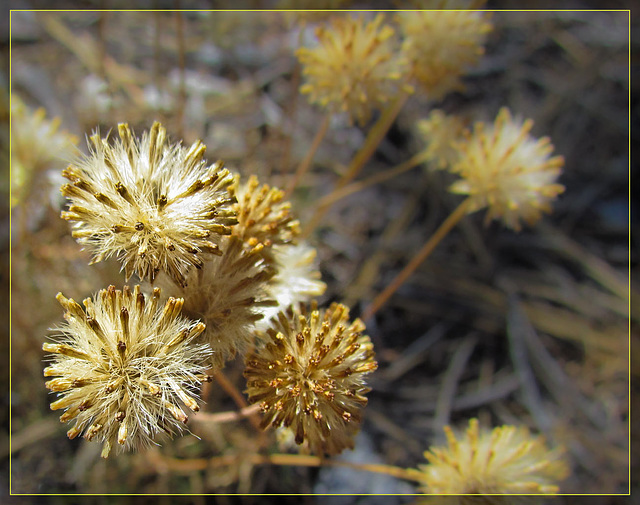 Flower Fluff