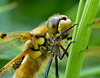 Four-spotted Chaser Side On