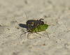 Patio Life: Ladybird Larva v Aphid