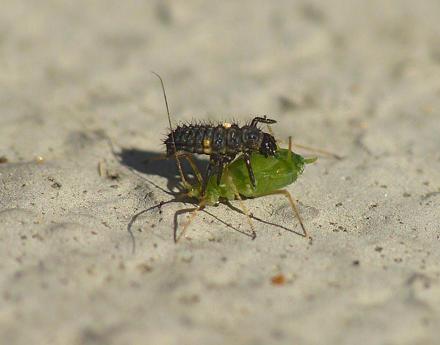 Patio Life: Ladybird Larva v Aphid