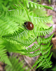 Eye-spotted Lady Beetle, Anatis mali