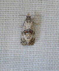 Cochylis molliculana Top