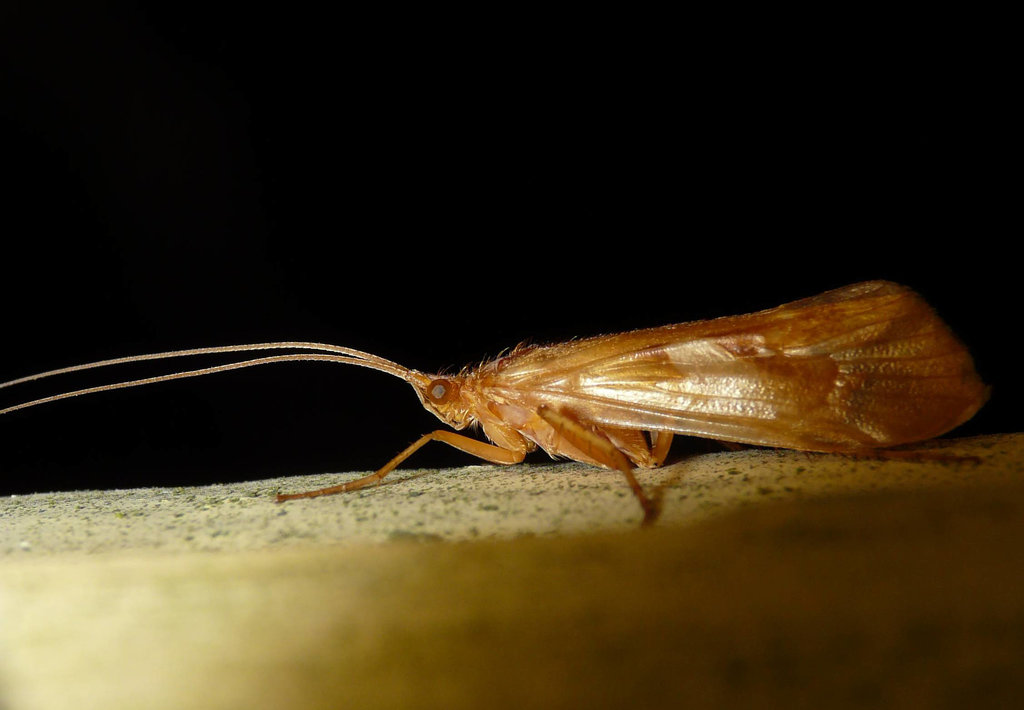 Caddis Fly 2