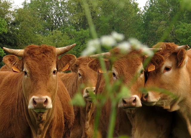 Curieuses et peureuses