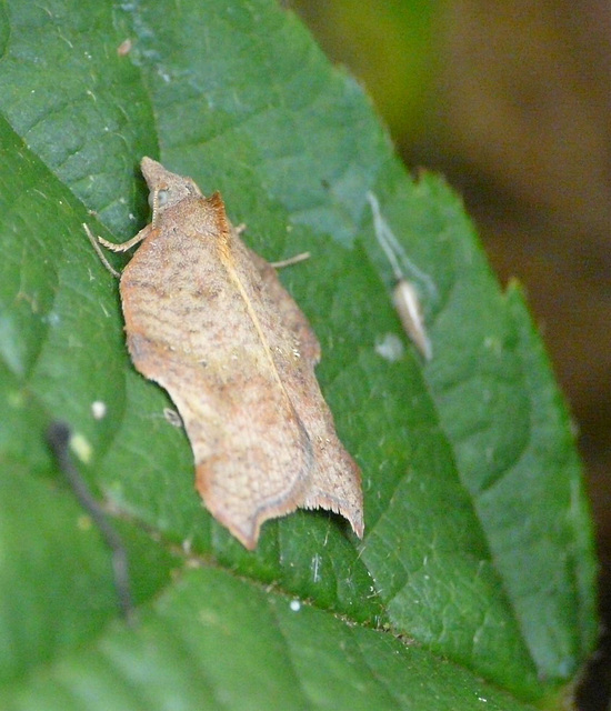 Acleris Emargana