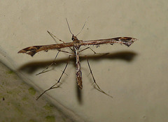 Amblyptilia Acanthadactyla