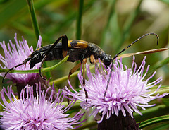 Longhorn Beetle