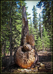 Burl Stump