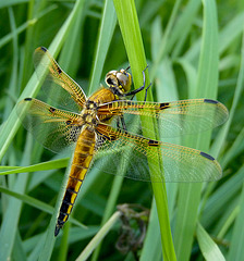 Four-spotted Chaser