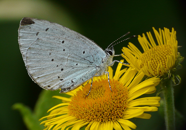 Holly Blue