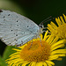 Holly Blue