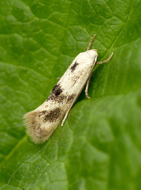 Elachista maculicerusella