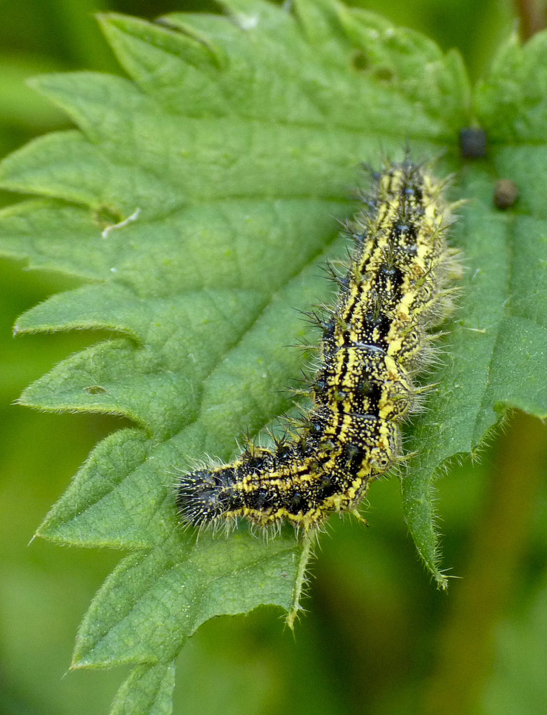 Small Tortoiseshell Caterpillar