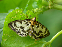 Small Magpie Moth