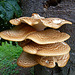 bracket fungi, takeley churchyard