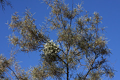 Mistletoe above