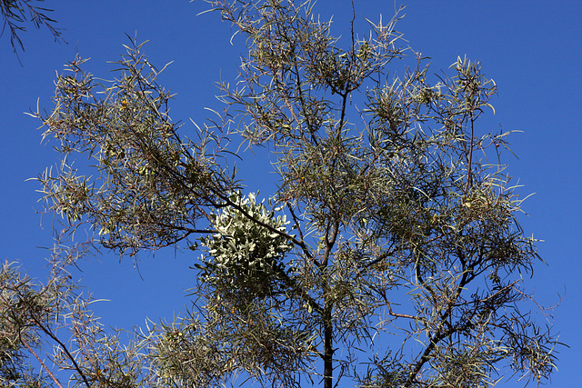 Mistletoe above