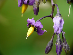 Woody Nightshade