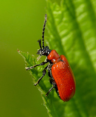 Lily Beetle