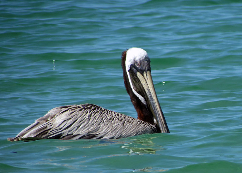 Pelican