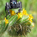 Red Jumping Spider Male on Fiddleneck Flower