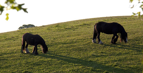 Evening Shadows