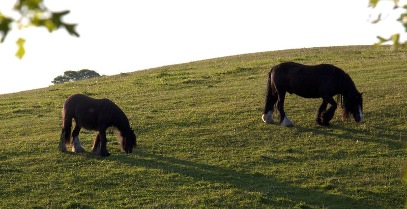 Evening Shadows