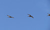 Pelicans in Flight