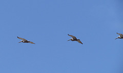 Pelicans in Flight