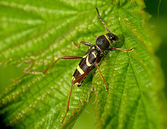 Wasp Beetle