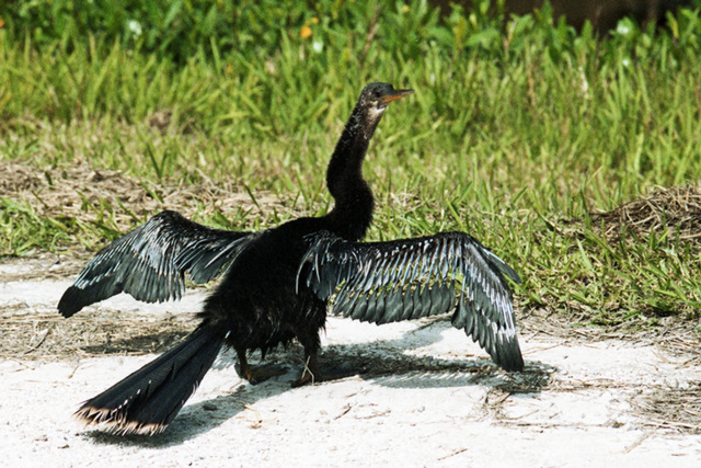 Anhinga