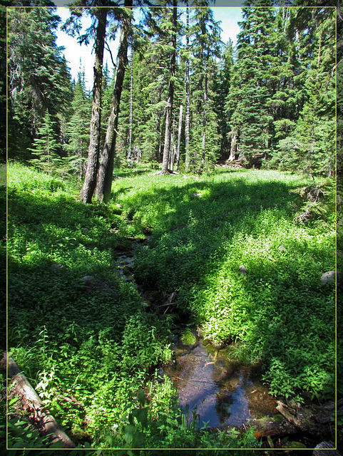 Dappled Stream