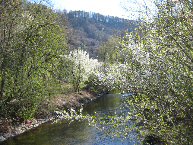 Blühende Bäume