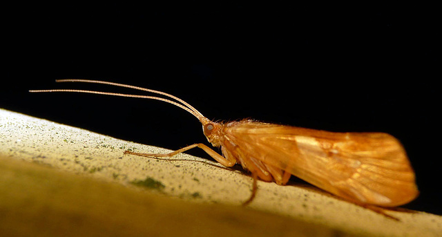 Limnephilus rhombicus -Caddis Fly 4