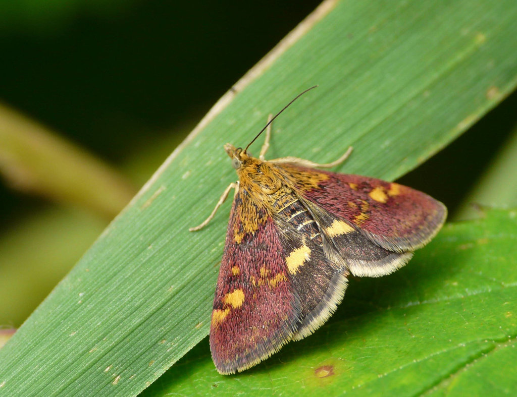 Pyrausta Purpuralis