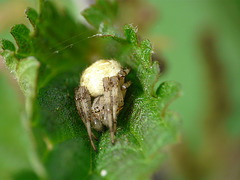 Four-spot Orb Weaver Spider