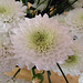 Fleurs blanches : Dahlias
