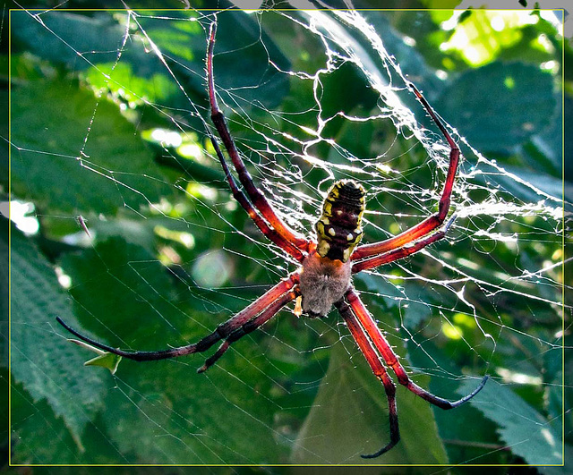 Golden Orb Weaver Backlit by Sun