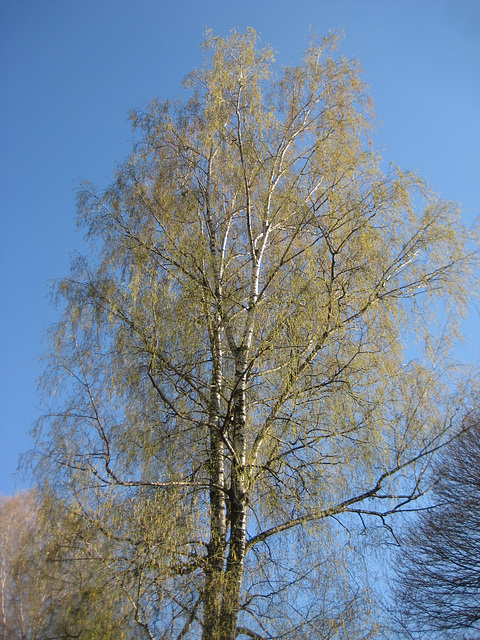 Birke (Betula)