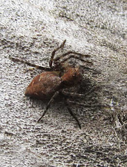 Western Lynx Spider, Oxyopes scalaris