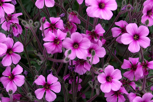 Geranium maderense