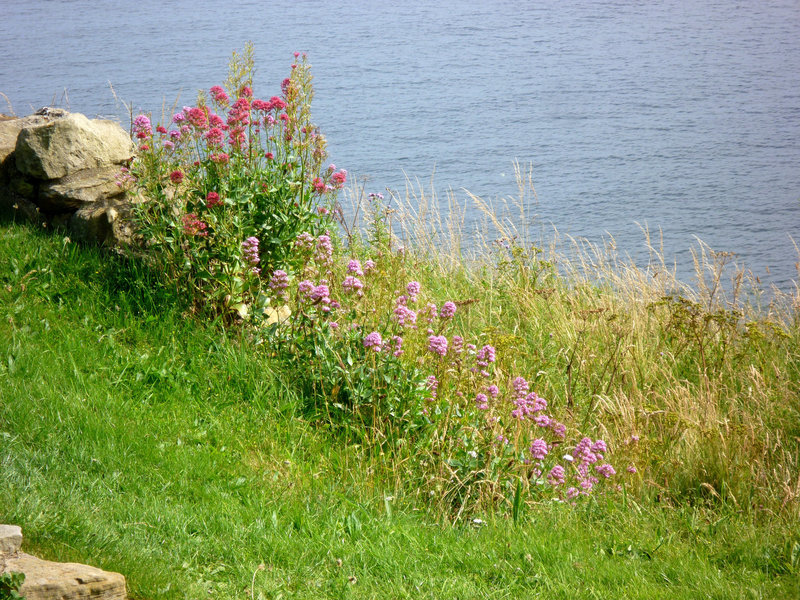 Overlooking the North Sea