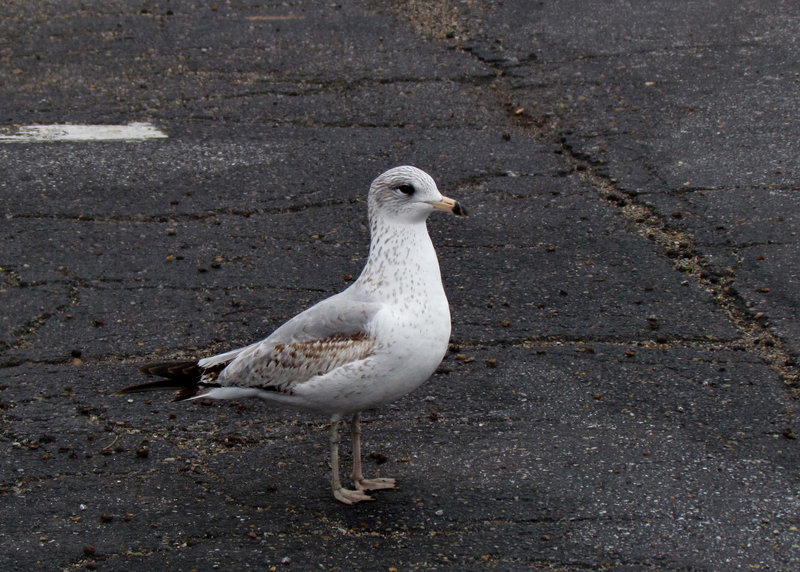 Young Ring-billed Gull