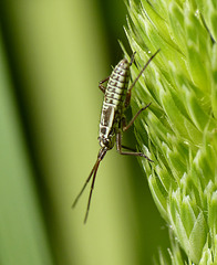 Miridae sp. Nymph