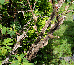 Rosa sericea pteracantha