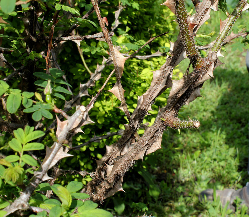 Rosa sericea pteracantha