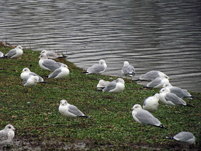 Ring-billed Gull Flock