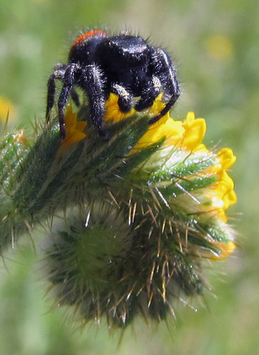 Red Jumping Spider Male on Fiddleneck Flower