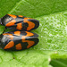 Red-and-black Froghopper