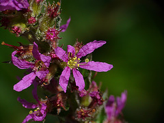 Purple Loosestrife